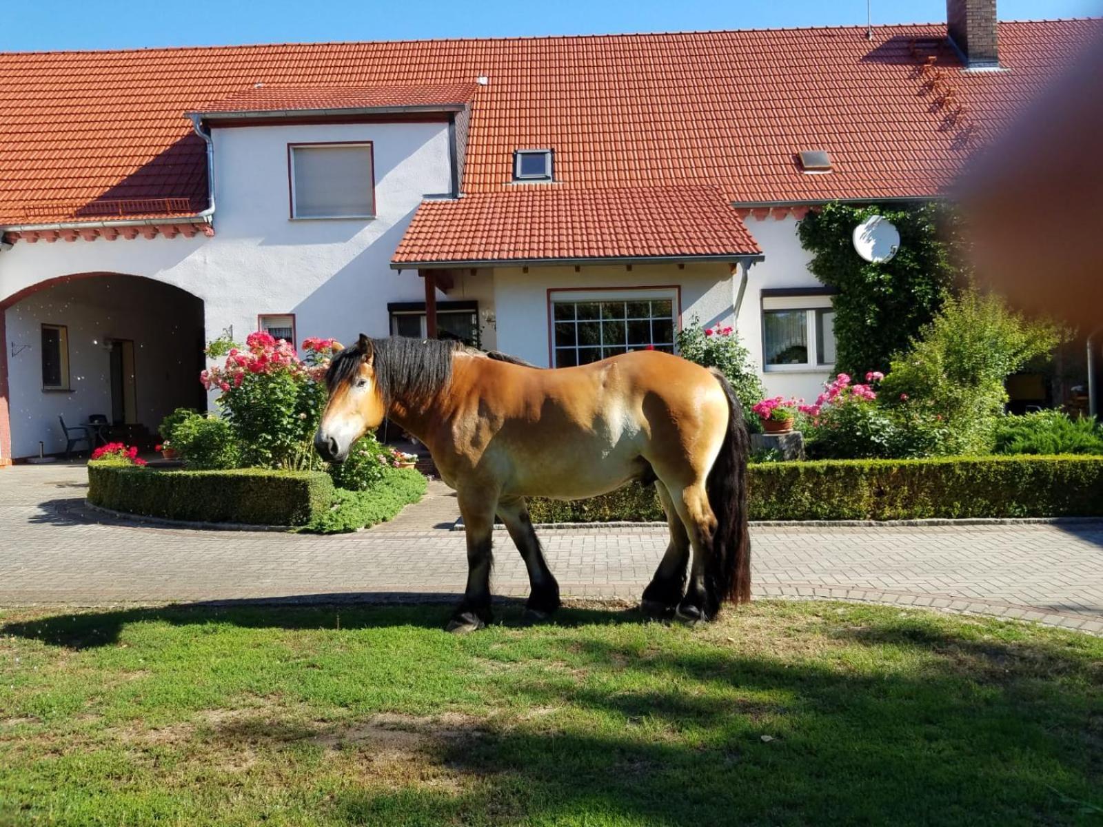 Top-Moderne Ferienwohnung Und Apartments Auf Frueherem Wunderschoenen Bauernhof Im Elbe-Elster-Kreis In Brandenburg Bei Herzberg-Elster, Schoenewalde, Holzdorf Bagian luar foto